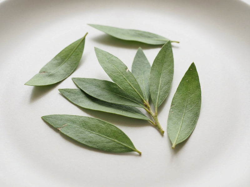 Melaleuca Alternifolia (Tea Tree) Leaf Extract