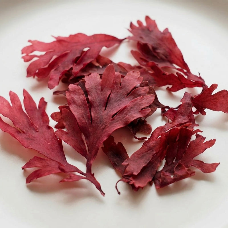Palmaria palmata (Red Algae) extract